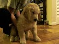 A Pup With No Pep