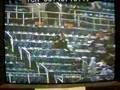 Yankee Stadium Fall For Foul