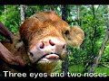 ???????=Environmental pollution of China ???????=Environmental pollution of China