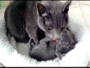 videos de Blauwe Russen kittens van Bizette - filmpje 4