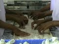 mim's squid rings maker manual feeding 1.DAT