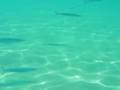 Hurgadha Fish