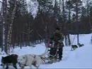 Bushcraft dogsledding