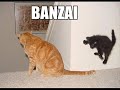 caturday tribute to tobymac