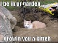 Caturday Tribute To TobyMac