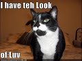 caturday tribute to tobymac