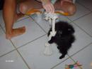 My Puppy