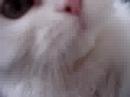 Lico, O Gato Lico, O Gato