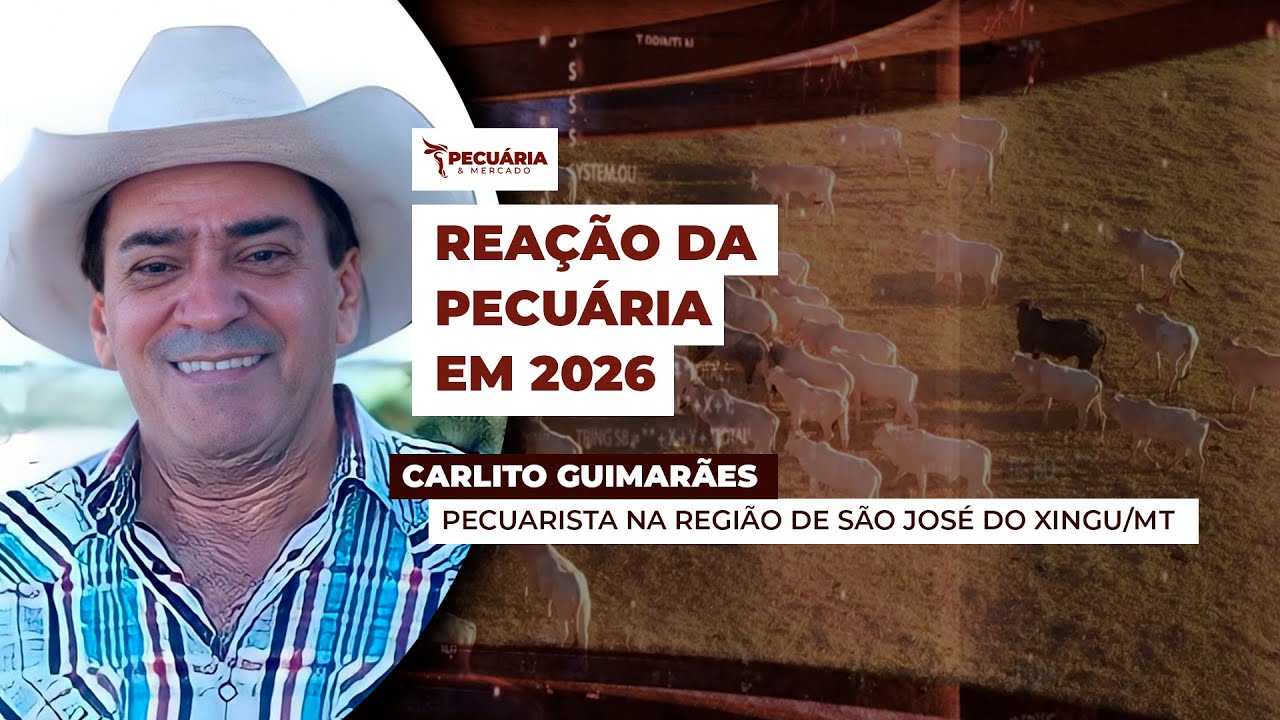 Pecuarista de MT confirma oferta restrita de animais e projeta cenário promissor para arroba até...