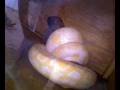 videos de pekenia LILI desayunando!!!