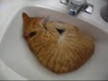 眠りネコ動画