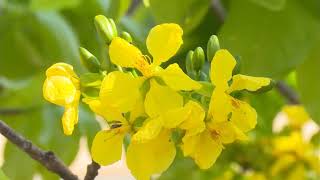 Chuẩn bị chu đáo điều kiện tổ chức Lễ hội hoa Anh Đào - Mai Vàng Yên Tử và Triển lãm cây cảnh nghệ thuật Yên Tử lần thứ 2