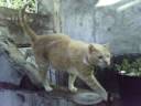 De mi gato para Ratagore