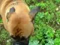 Bullmastiff video