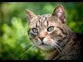 https://youtu.be/P9AY5rc5M28