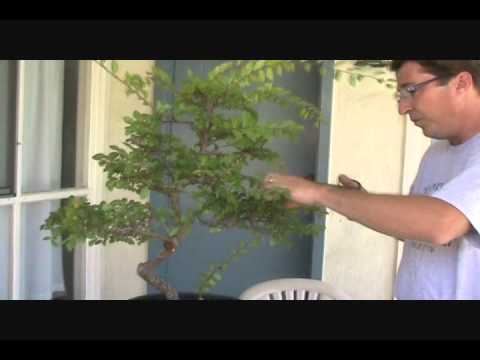 how to fertilize chinese elm bonsai