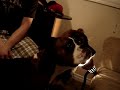 Ollie the Boxer Sees the Light