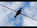 Michel Griffin singing Cohen's 'Bird on the Wire'