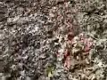 BigFoot Footage BigFoot Footage