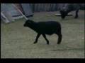 videos de Lamb (Obejas)