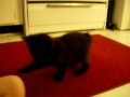 Black Bengal Manx Mix kitten 6 wks old pt 2 Black Bengal Manx Mix kitten 6 wks old pt 2