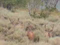 Giant Mule Deer Footage 7-27-07
