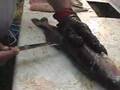 How to Fillet a Walleye and more......