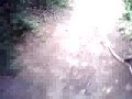 Boxley Woods Maidstone - Mountain Bike Descent