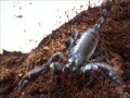 Pandinus imperator