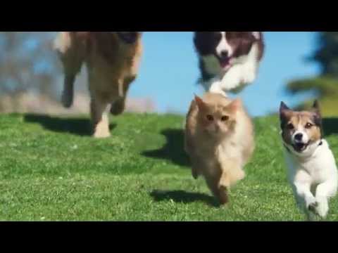 “Sii più cane”: pubblicità della O2 “Sii più cane”: pubblicità della O2