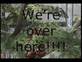 HLG Hidden Creed - Isolation