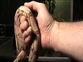 Boa constrictor amarali 1,1 Boa constrictor amarali 1,1