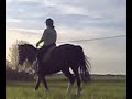 Dressage training 080505-4