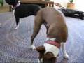 Lewis the Boston Terrier
