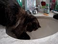 Quem disse que cachorro e gato n�o podem ser amigos?