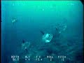 Juvenile Sunfish at Tanner Bank