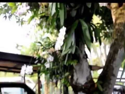 how to attach orchid to a tree