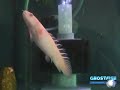 polypterus