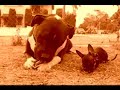 THE GNAWED COUPLE
