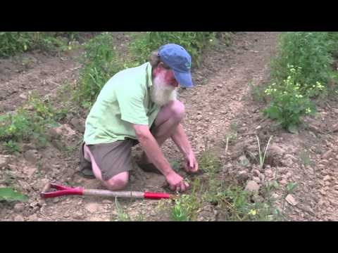 how to store potatoes after harvest nz