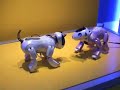 For more life-like robot video clips, information and photo, please visit ROBORAMA.info - Robotics maker Dasatech in Bucheon, Gyeonggi Province developed two robotic dogs for use as household pets. The couple named 'Genibo' resemble bull terriers and are 30cm tall, 33.4 cm long and weigh 1.5 kg. The speech recognition feature enables the robots to understand and comply with 100 words including commands like, 