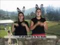 A-mi-burro-lse