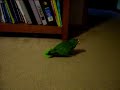 White Fronted Amazon parrot on the run
