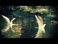 This footage was shot on canon XHA1s HD 25p,Color graded in Magic bullet looks.