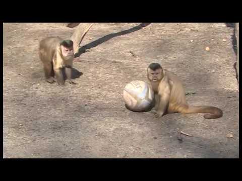 Schwerin: Zoo Schwerin - berraschungseier fr Zoo- ...