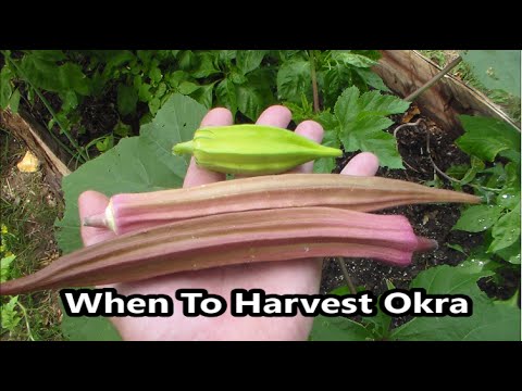 how to collect okra seeds