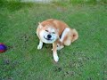 柴犬動画