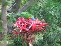 Rainbow Lorikeets and Gymea Lily Rainbow Lorikeets and Gymea Lily