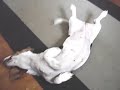 insane hound