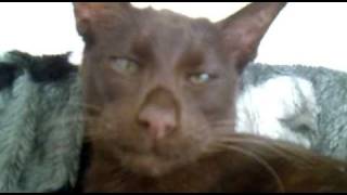 Havana Brown cat / Eastern shorthair